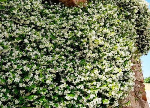 观花植物怎么养护蹭蹭开花