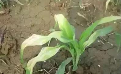 玉米苗后除草剂对玉米有影响吗