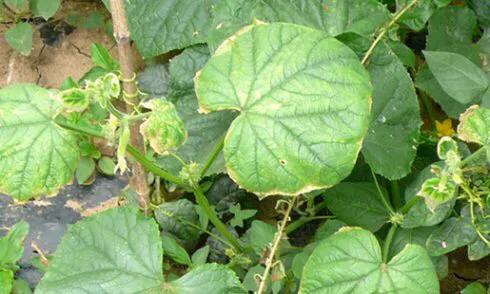 玉米苗后除草剂对玉米有影响吗