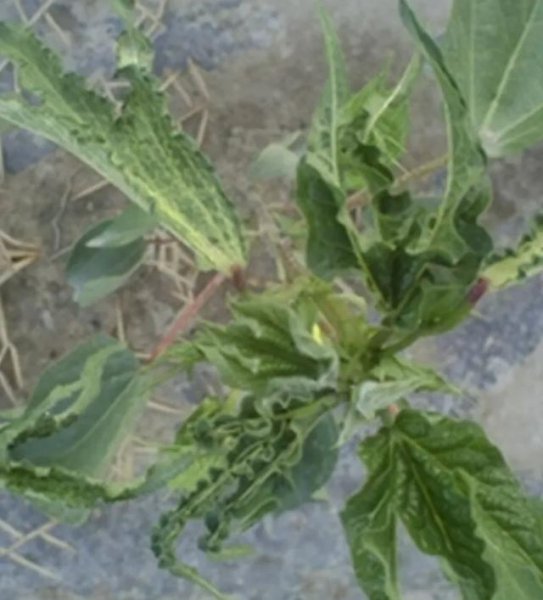 玉米苗后除草剂对玉米有影响吗