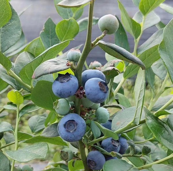 蓝莓好种植吗