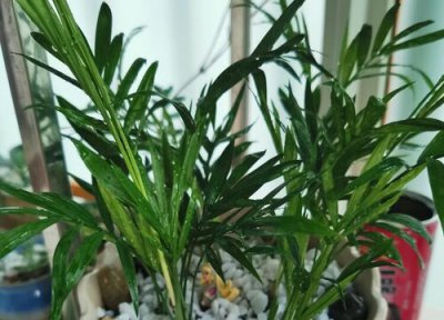 夏威夷竹开花预兆 夏威夷竹开花什么预兆