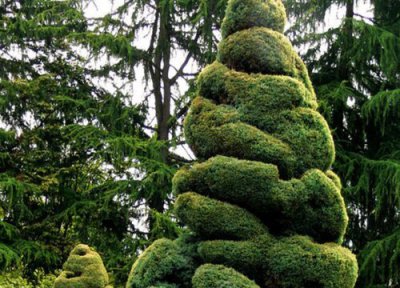 黄果树是什么树 黄果树是什么树 结什么果