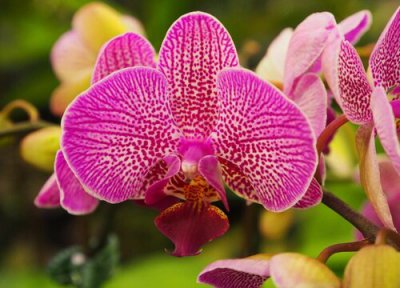 如何让烂根的蝴蝶兰长新根 蝴蝶兰烂根处理后多久能发新根