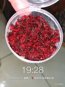 红虫钓鱼怎么挂钩效果好 图解钓鱼挂红虫的正确步骤