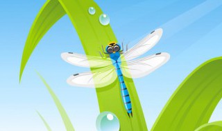 蜻蜓的天敌是什么 什么是蜻蜓的天敌