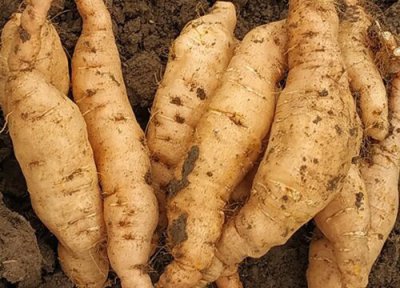 怀地黄特点 怀地黄的功效与作用