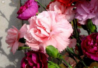 康乃馨花语颜色代表什么 不同颜色康乃馨的象征意义