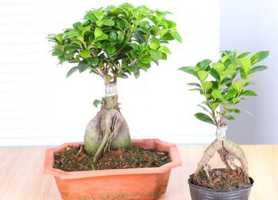 榕树图片欣赏 榕树多少钱一盆