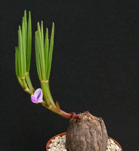 切洋葱为什么会流泪 切葱时眼睛流泪是怎么回事