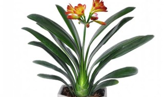 高层适合养什么盆栽花 高层适合养哪些盆栽花