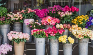 初吻石竹怎么养才能爆盆 初吻石竹爆盆的方法