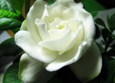 怎么选栀子花 购买栀子花都有哪些选购技巧