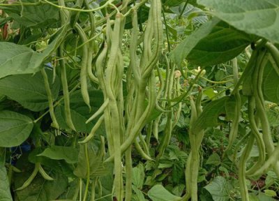 盆栽豆角如何养护长豆了 豆角种植多久可以长豆角