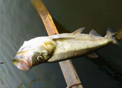 翘嘴鱼价格一斤多少钱 翘嘴鱼的市场价格最新行情