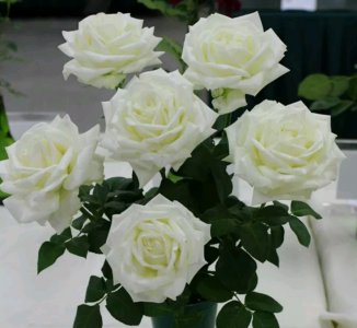 坦尼克月季优缺点 灌木月季坦尼克长多高 抗病特点如何