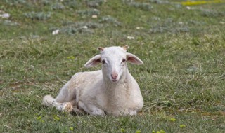 梦见羊咬人是什么意思 梦见羊咬人有什么预示