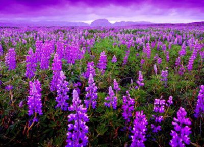 羽扇豆是多年生还是一年生植物 寿命多长时间