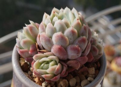 冰梅的养殖方法 冰梅的养殖方法和注意事项