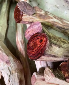 海黄糠梨和油梨哪个好 海南黄花油梨和糠梨的区别