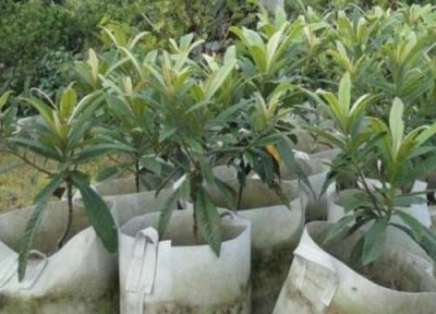 枇杷树什么时候移栽 枇杷树苗移栽的时间和方法