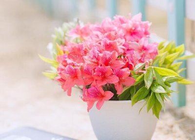 映山红花一年开几次花 在几月份开花