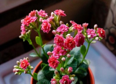 长寿花夏天晒太阳 长寿花怎么度夏安全