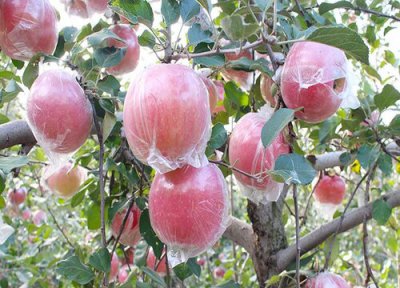 苹果树被化肥烧根了怎么办 果树施肥烧根严重的补救办法