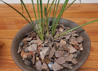 松树皮养兰花有什么好处 松树皮养护兰花都有哪些好处