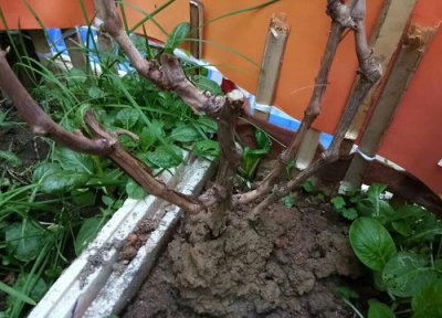 树苗底肥施什么合理 施底肥方法