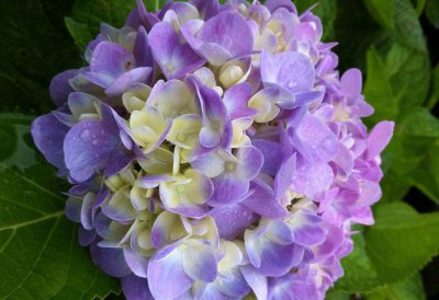 绣球花适合室内养吗 这3种情况下不要摆放在家里面养护