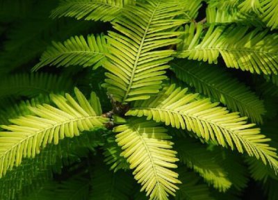 水杉耐寒吗 水杉耐寒最低温度及如何过冬