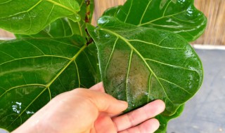 室外大叶植物有哪些 室外有哪些大叶植物