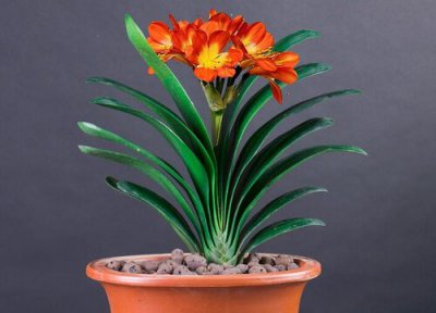 君子兰夹箭应急小妙招 教你4找快速让君子兰抽箭