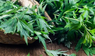新鲜的艾叶怎么保存 新鲜的艾叶如何保存更好