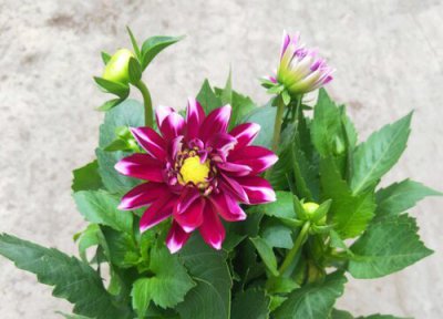 小丽花冬天要挖出来吗 地栽小丽花休眠怎么保存处理