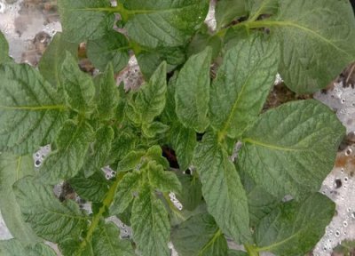 土豆的种植方法和时间 栽培技术和催芽步骤