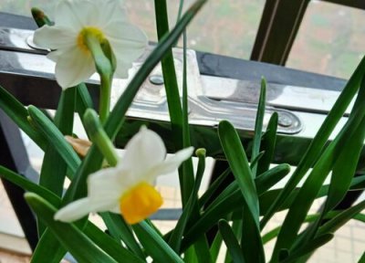 水仙花叶子形状 水仙花的叶子像什么形状