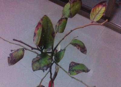 杜鹃种植中常见病害 杜鹃病虫害防治方法与技术措施