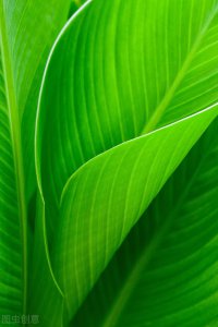芭蕉叶的寓意及象征 关于芭蕉叶的古诗词都有哪些