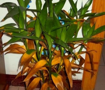 龟背竹风水摆放三不要 家里养龟背竹切记不要放这三个位置