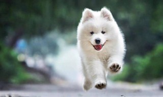 萨摩耶养殖的正确方法 最正确的萨摩耶饲养方法