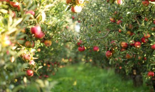 什么季节修剪果树最好 什么时候苹果树冬剪最合适