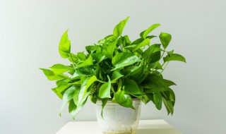 怎么养绿萝发黄怎么办 绿萝发黄如何补救