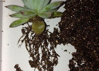 吉娃娃怎么分盆 分盆时间和方法