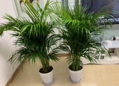 花卉凤尾竹的养殖方法 凤尾竹盆栽的种植方法和注意事项图片