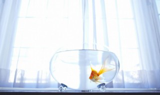 家庭鱼缸水怎么选择 家庭鱼缸水如何选择