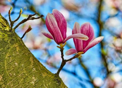 玉兰树值钱 玉兰树值钱吗 市场价格