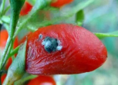 枸杞炭疽病发病原因 枸杞炭疽病的发病原因及治疗方法