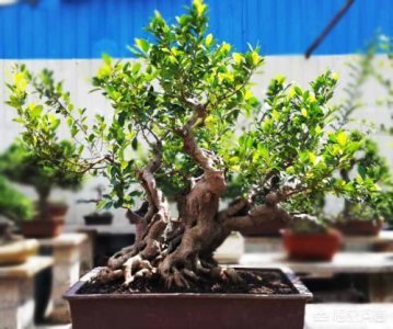 榕树盆景怎么修剪造型 这些方法和注意事项要掌握